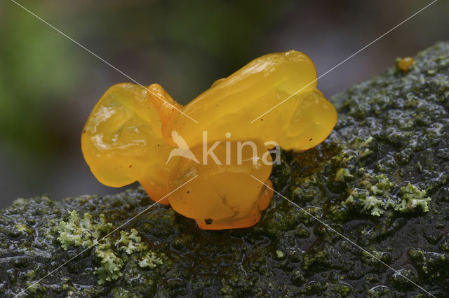 Yellow brain (Tremella mesenterica)