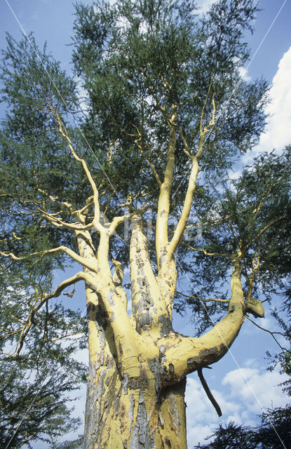 Fever tree (Acacia xanthophloea)