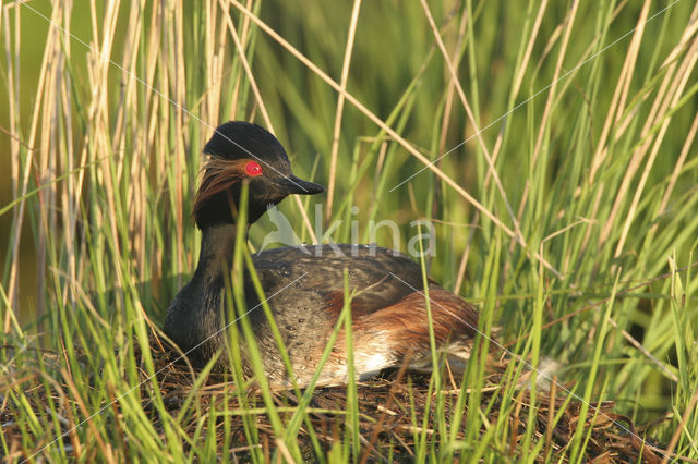 Black-necked Grebe (Podiceps nigricollis)