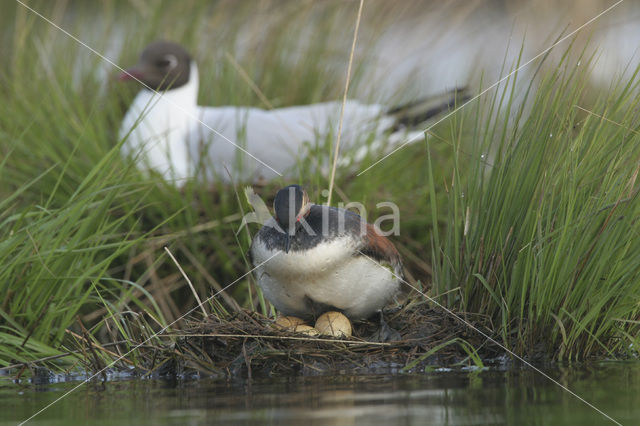 Geoorde Fuut (Podiceps nigricollis)