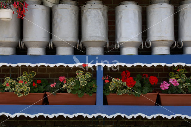 Geranium (Pelargonium spec)