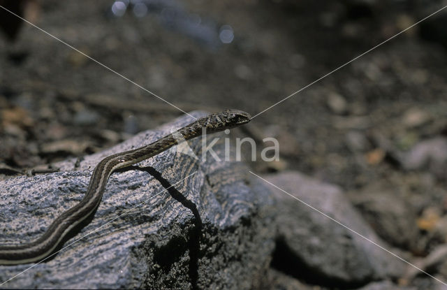 Geringde Zandslang (Chilomeniscus cinctus )