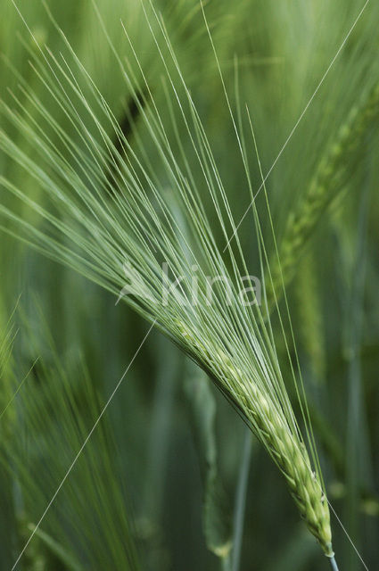 Six-row Barley (Hordeum vulgare)