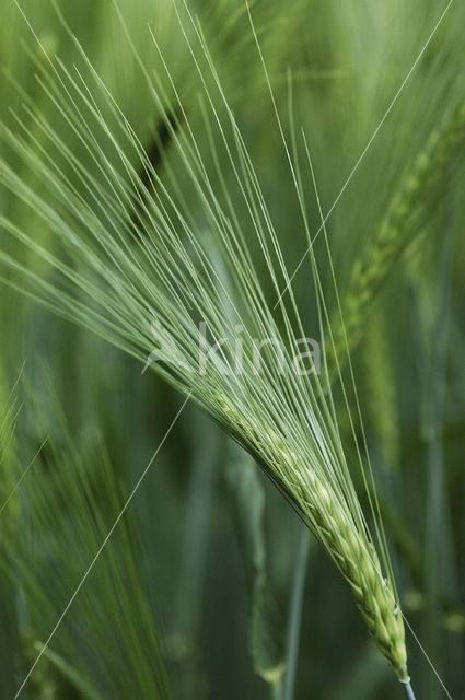 Gerst (Hordeum vulgare)