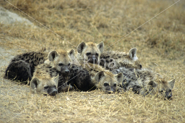 Gevlekte hyena (Crocuta crocuta)