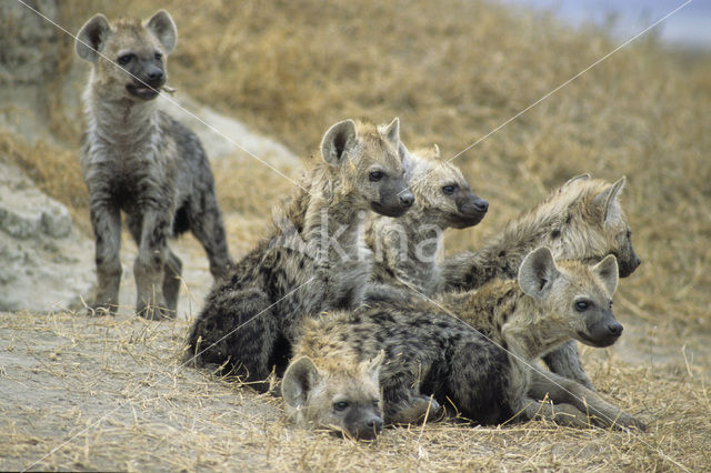 Gevlekte hyena (Crocuta crocuta)