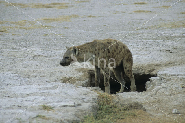 Gevlekte hyena (Crocuta crocuta)