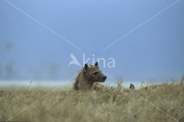 Gevlekte hyena (Crocuta crocuta)