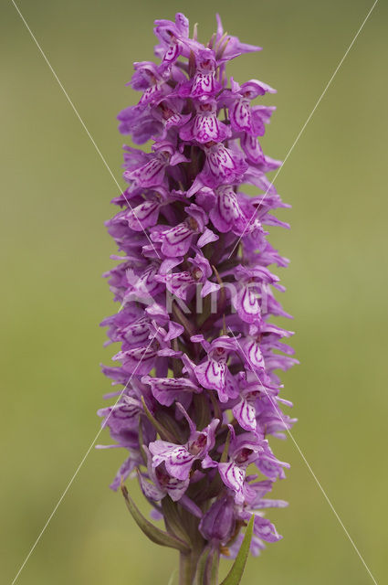 spotted Marsh-orchid (Dactylorhiza praetermissa var. junialis)