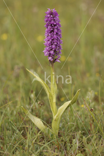 Gevlekte rietorchis (Dactylorhiza praetermissa var. junialis)