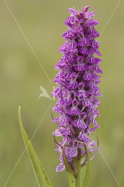 spotted Marsh-orchid (Dactylorhiza praetermissa var. junialis)