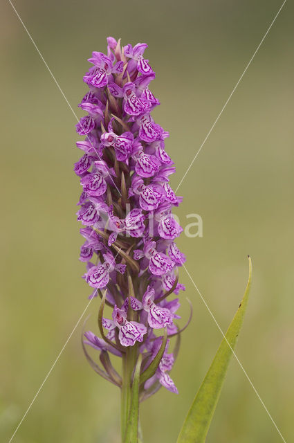 spotted Marsh-orchid (Dactylorhiza praetermissa var. junialis)