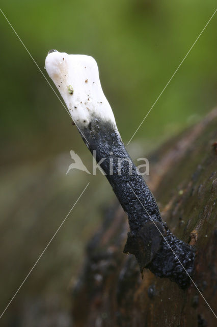 Geweizwam (Xylaria hypoxylon)