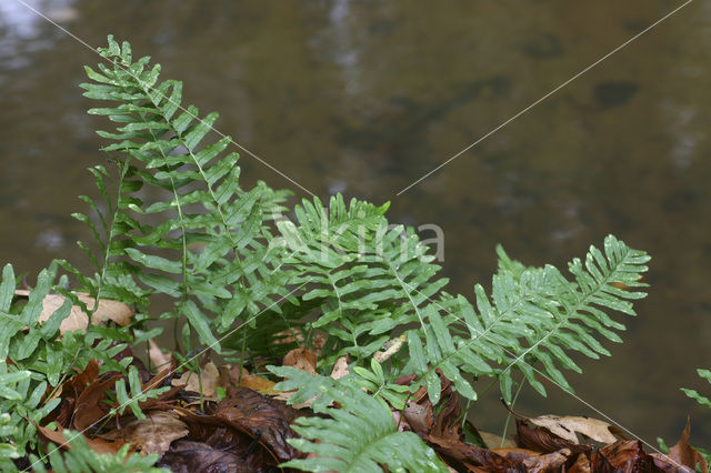 Gewone eikvaren (Polypodium vulgare)