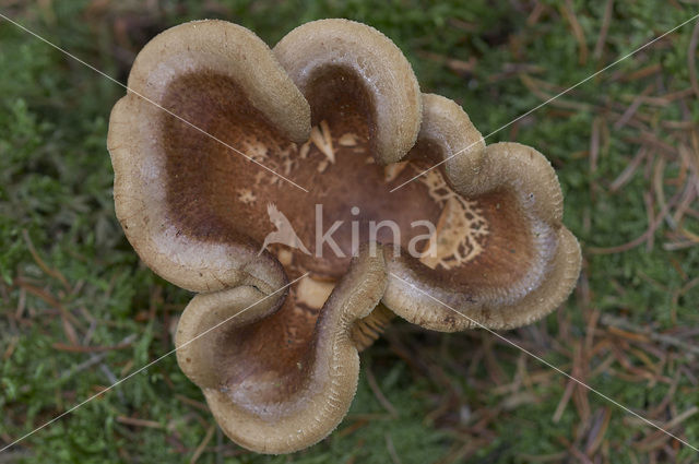 Brown Rollrim (Paxillus involutus)