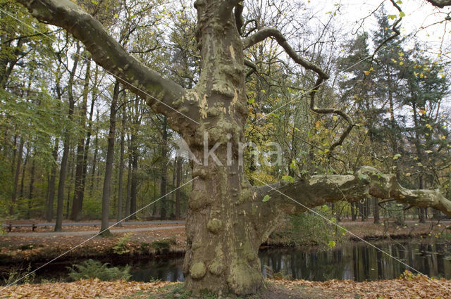 Gewone plataan (Platanus acerifolia)