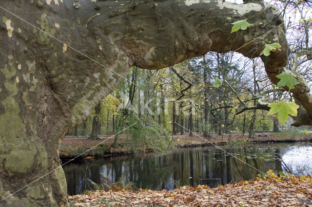Gewone plataan (Platanus acerifolia)