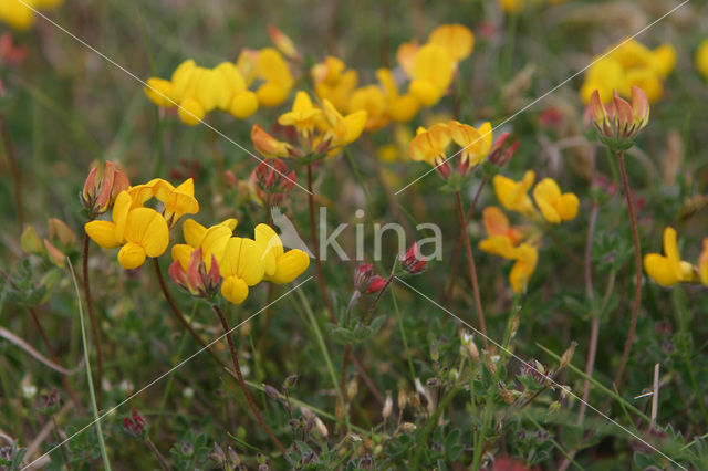 Common Birdsfoot-trefoil (Lotus corniculatus var. corniculatus)