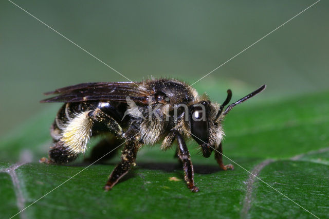 Gewone slobkousbij (Macropis europaea