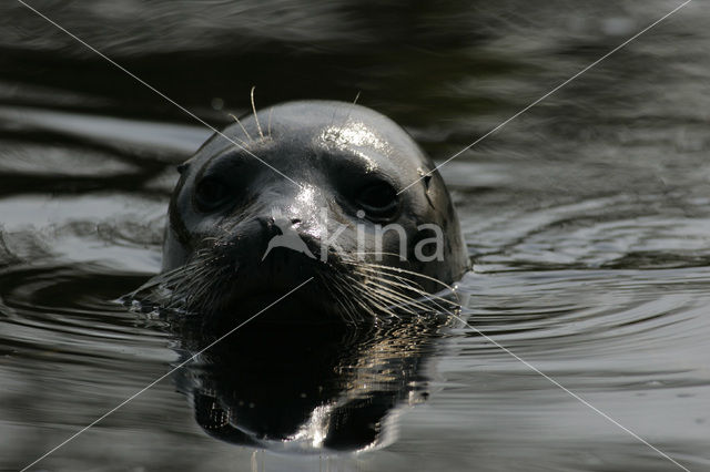 Gewone zeehond (Phoca vitulina)