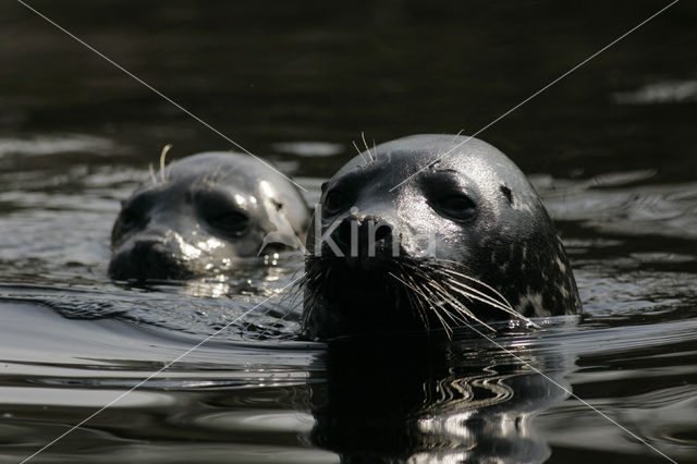 Common Seal (Phoca vitulina)