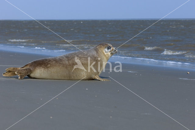Common Seal (Phoca vitulina)