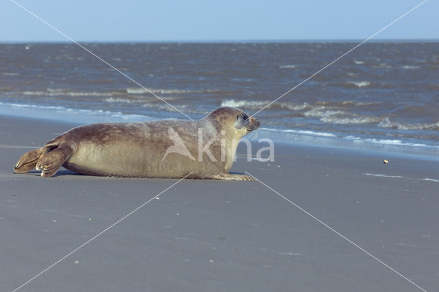 Common Seal (Phoca vitulina)