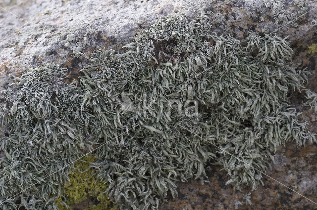 Sea Ivory (Ramalina siliquosa)