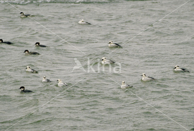 Baltic Tellin (Macoma balthica)