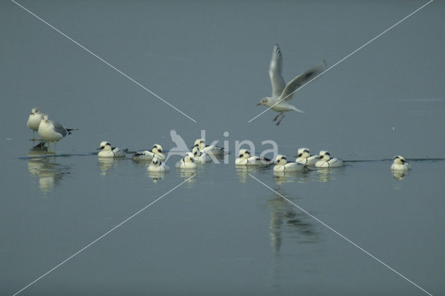 Baltic Tellin (Macoma balthica)