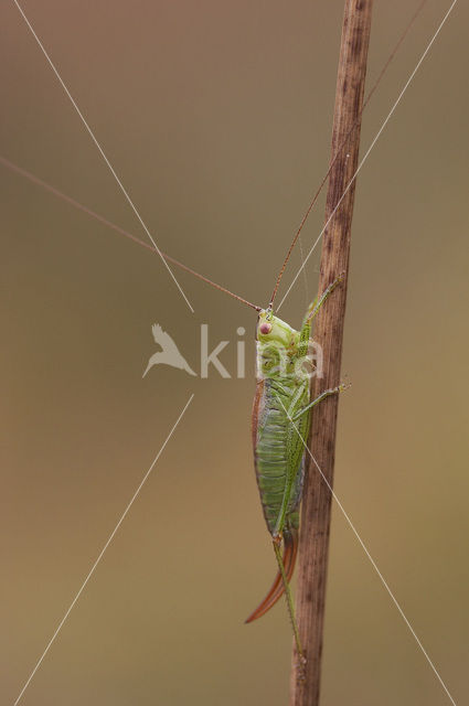 Short-winged Cone-head (Conocephalus dorsalis)