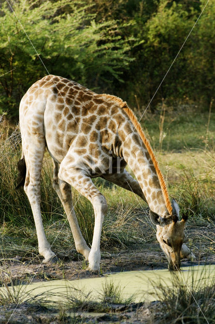 Southern giraffe (Giraffa camelopardalis)