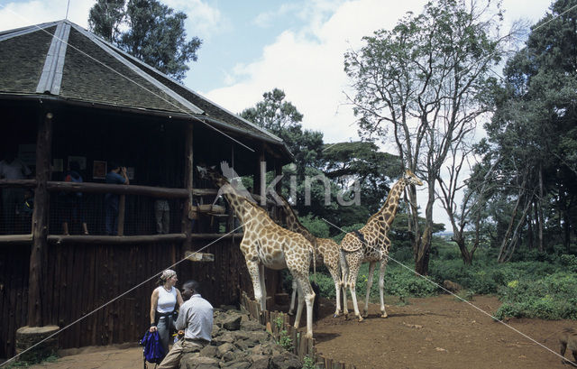 Giraffe (Giraffa camelopardalis spec.)