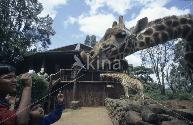 Giraffe (Giraffa camelopardalis spec.)