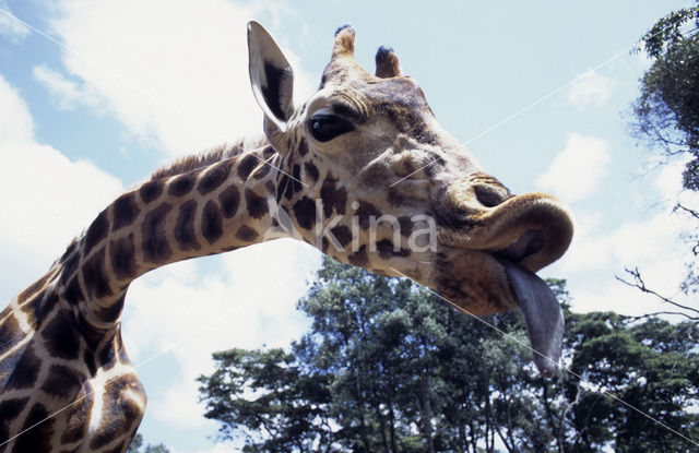 Giraffe (Giraffa camelopardalis spec.)