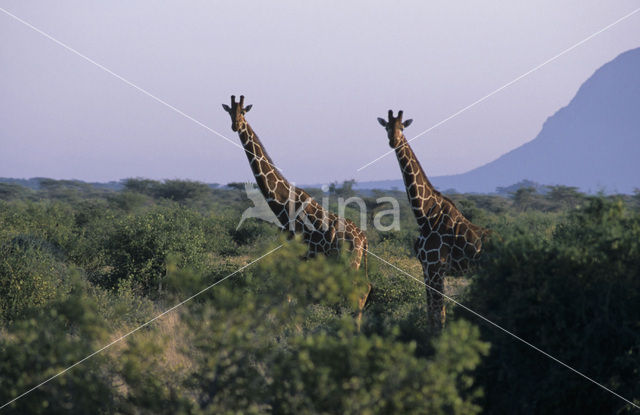 Reticulated Giraffe (Giraffa camelopardalis reticulata)