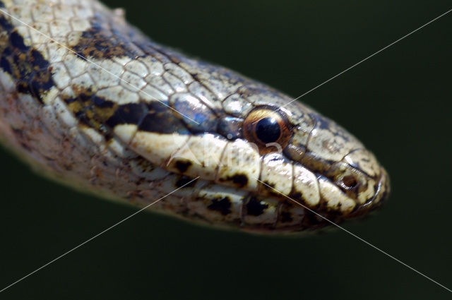 Smooth Snake (Coronella austriaca)