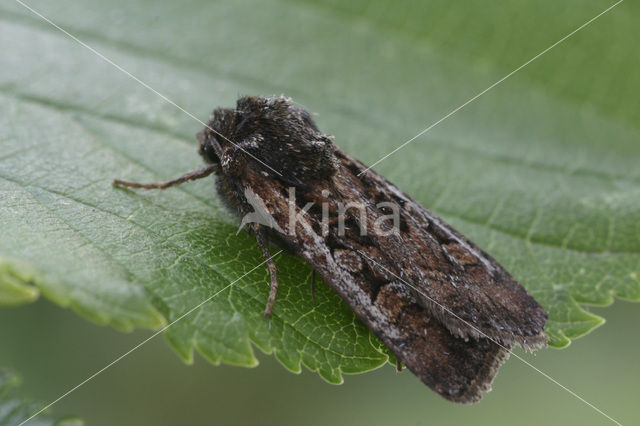 White-line Dart (Euxoa tritici)