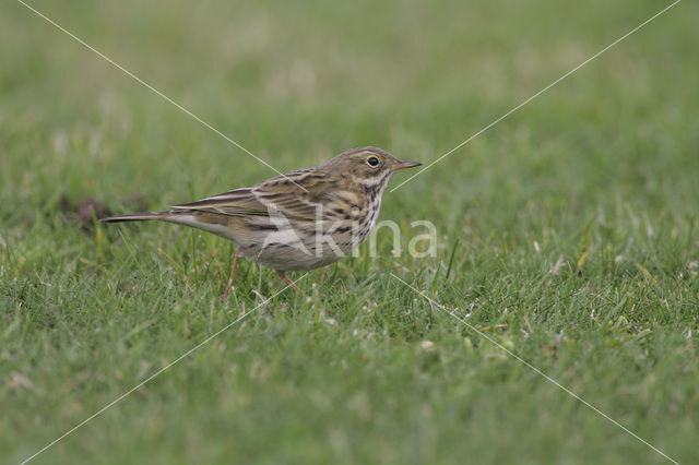 Meadow Pipit (Anthus pratensis)