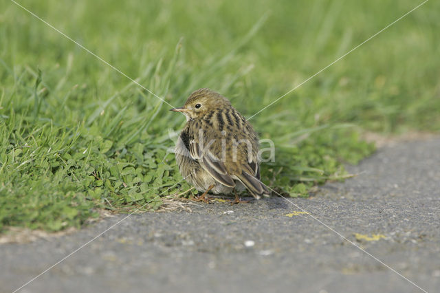 Meadow Pipit (Anthus pratensis)