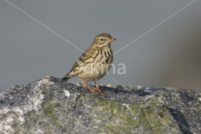Meadow Pipit (Anthus pratensis)