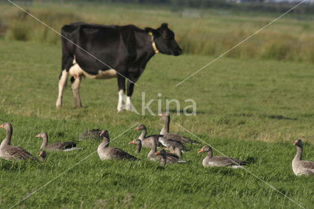 Grauwe Gans (Anser anser)