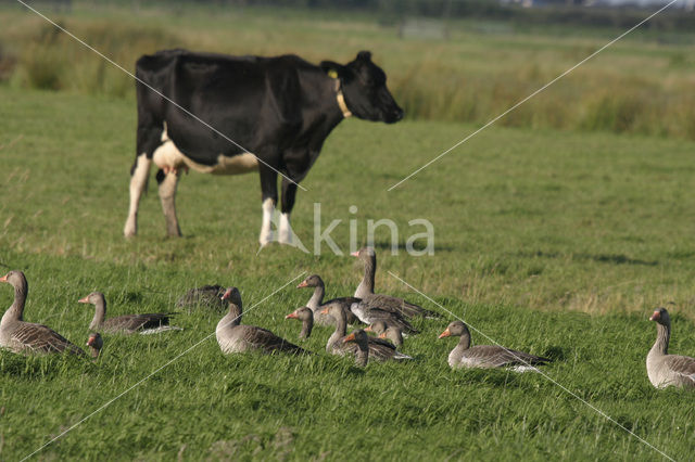 Grey Lag-Goose (Anser anser)