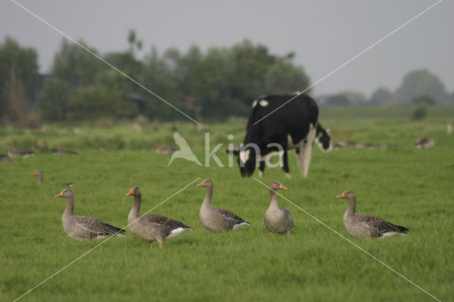 Grauwe Gans (Anser anser)