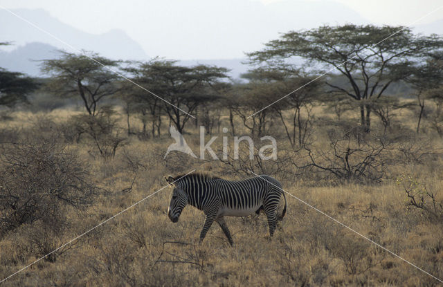 Grévyzebra (Equus grevyi)