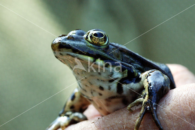 green frog (Rana esculenta