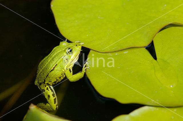 green frog (Rana esculenta