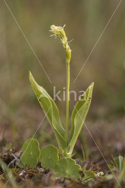 Groenknolorchis