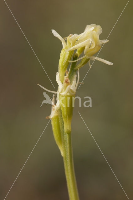 Groenknolorchis