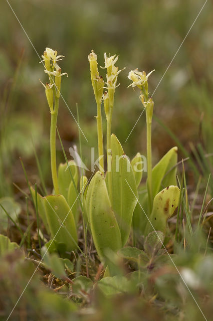 Groenknolorchis